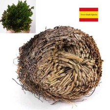 Rosa De Jerico Doradilla