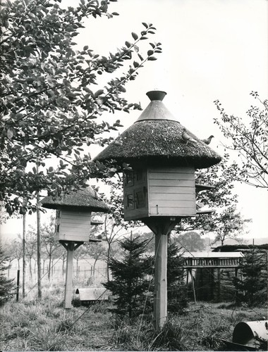 Colombophilie 1960 - ,