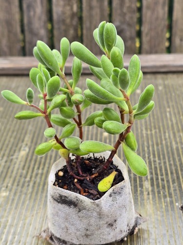 Crassula rogersii schönland - rogersii,