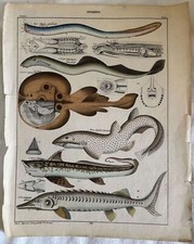 Gravure Poissons Race Chimera