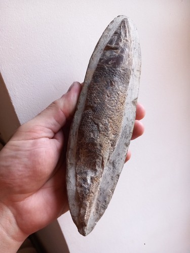 Fossile poisson rhacolepsis - fossile,