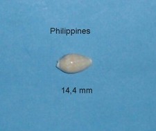 Cypraea Zig Zag Vittata       Philippines  14,4 mm
