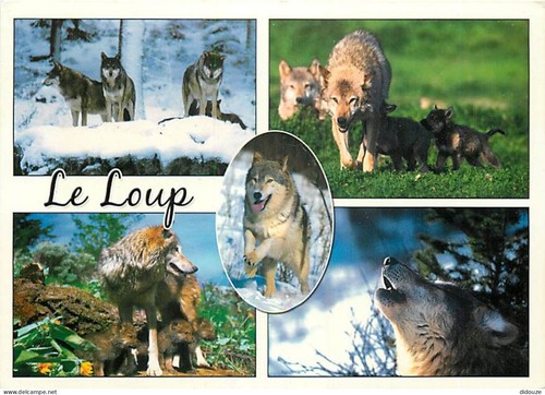 Carte postale animaux - -,