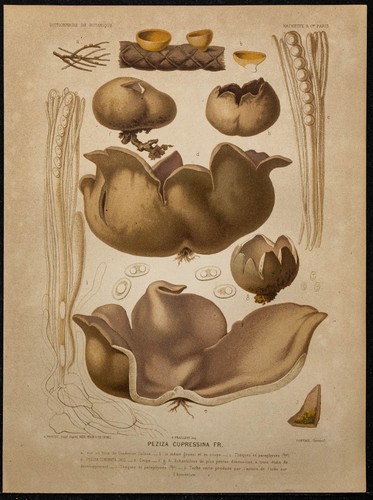 1891 pézize du cyprès - 1891,