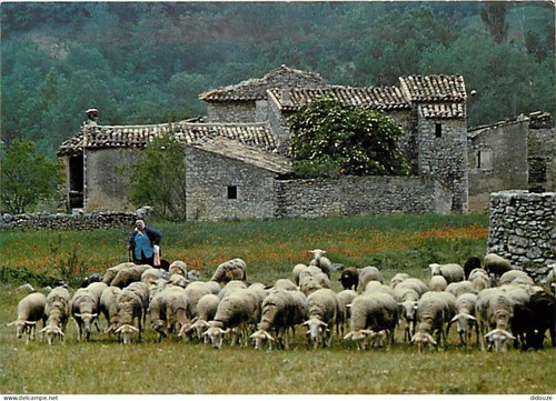 Carte postale animaux - carte,