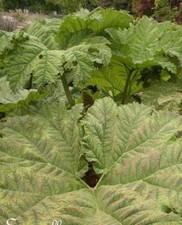 ♫ RHUBARBE GUNNERE 'Mélange