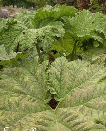 Rhubarbe gunnere mélange - rhubarbe, 'mélange