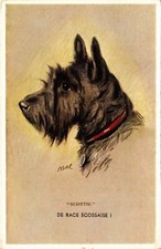 CPA AK Schnauzer Scottie DOGS
