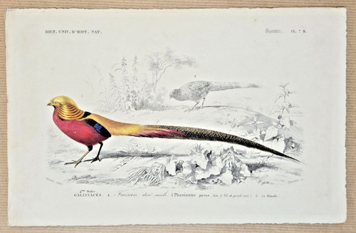 Gravure coloriée oiseaux - gravure,
