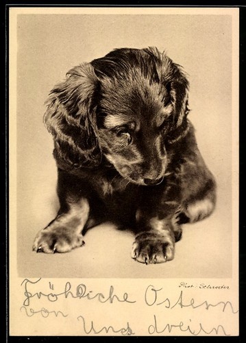 Carte postale chiot teckel