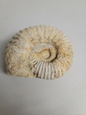 Gorgeous  Fossil Ammonite with