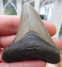 Megalodon Dent (Faint Dentelures) - 7.7cm (7.66 CM)
