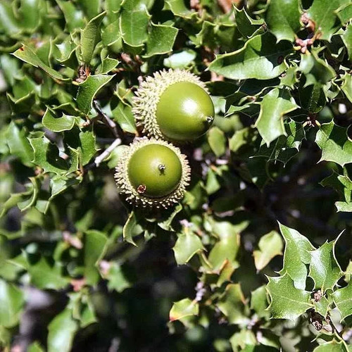 Quercus coccifera chêne - quercus,