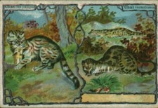 Image ancienne chromo Les