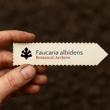 Faucaria albidens 10000 SEEDS