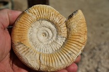 grande ammonite Dichotomoceras bifurcatus oxfordien de Meuse Saint Miel