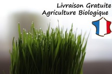 Graines HERBE A CHAT Bio - Quantité au choix - Chat Lapin rongeur animaux germer