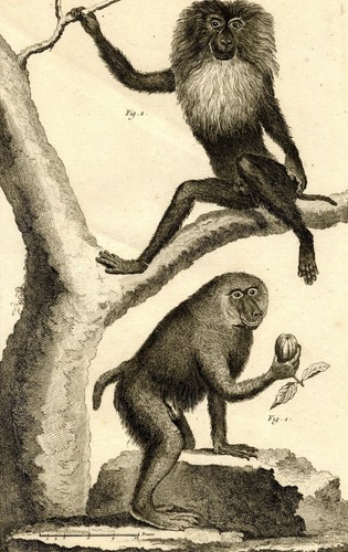 Singe chimpanzé primates - chimpanzé,