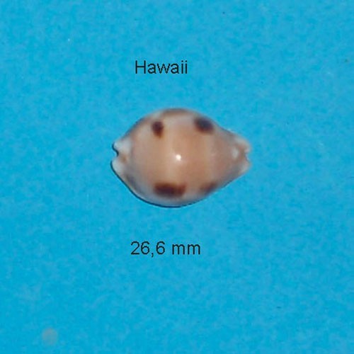 Cypraea tessellata - cypraea,