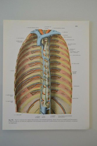 Planche anatomie humaine - planche,