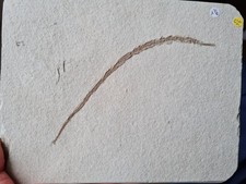 Poisson fossile: Syngnathus Acus