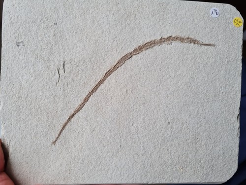 Poisson fossile syngnathus - poisson,