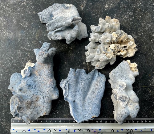 Blocs corail bleu naturel - de,