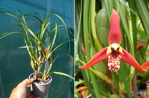 Maxillaria tenuifolia
