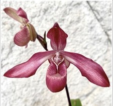 Phragmipedium Les Varines