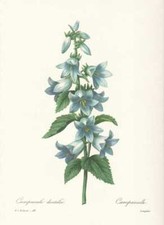 Campanule Trachelium - Fleur