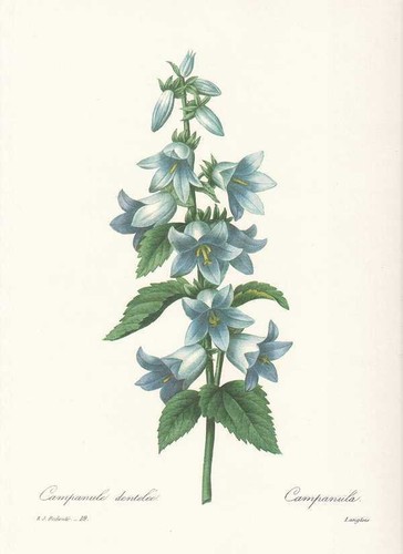 Campanule trachelium fleur - trachelium,