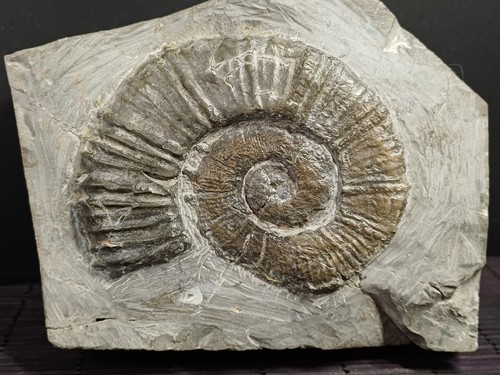 Ammonite crioceratites loryi - ammonite,