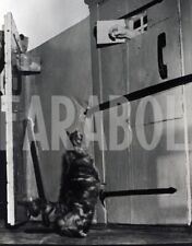 Photo De Presse Vintage Islande, Kiki Le Chat, 1960, Tirage 21x15 Cm
