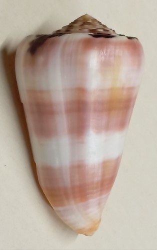 Conus gauguini - (pionoconus),