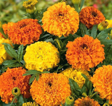 Graines d'œillet d'inde mexicain Colando