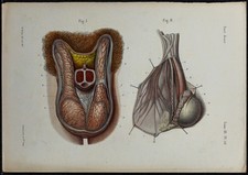 1866 - Testicules & scrotum -