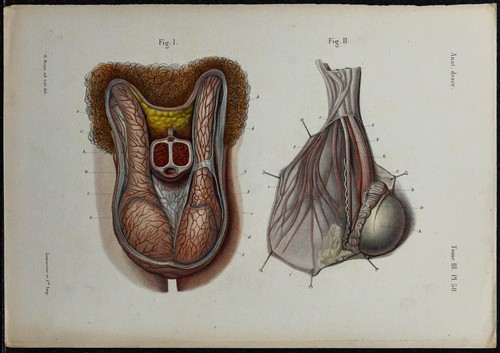 1866 testicules scrotum - testicules,