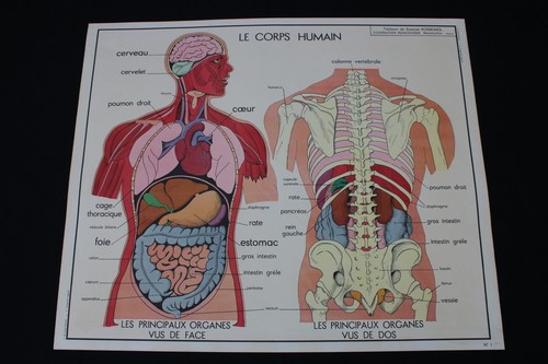 V226 affiche scolaire papier - affiche,
