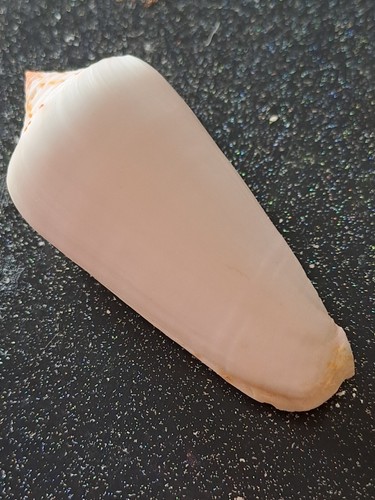 Conus gubernator albino - conus,