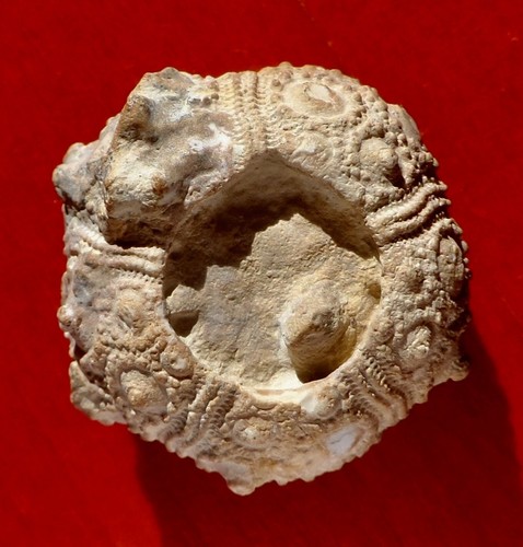 Oursin fossile jurassique - fossile, du