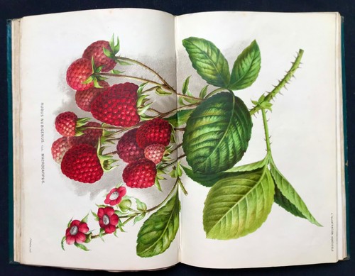 1878 illustration horticole - 1878,