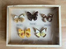 Anciennes boîtes entomologiques de papillons naturalisés - collection