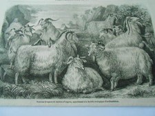 Gravure 1857 - Nouveau