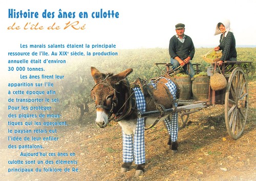 Ile anes en culotte - 17,