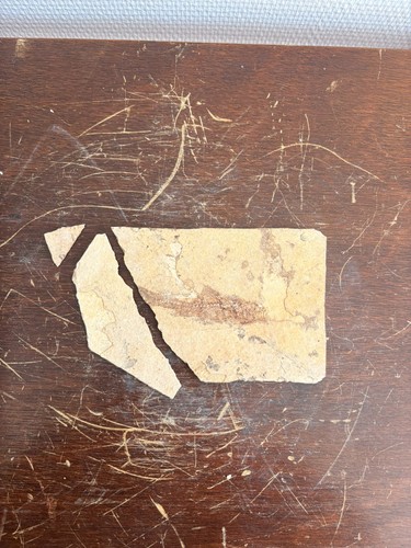 Fossile poisson préhistorique - fossile,