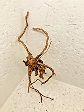 racine bois mangrove araignée