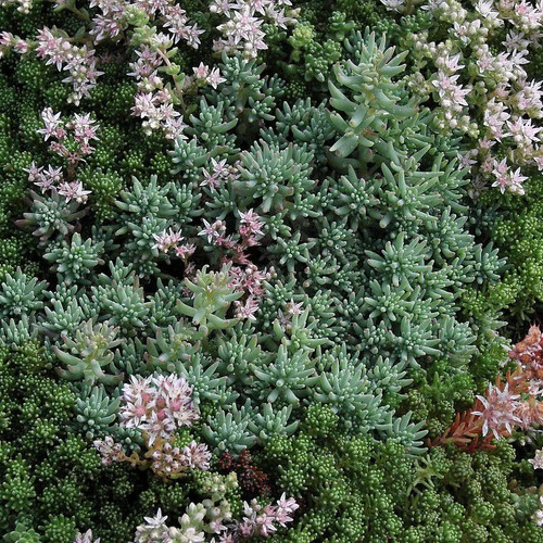 Sedum lydium glaucum orpin - sedum,