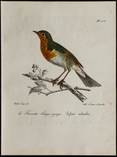 1830 rougegorge familier - -,