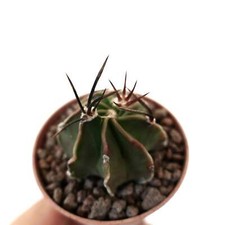 Astrophytum capricorne