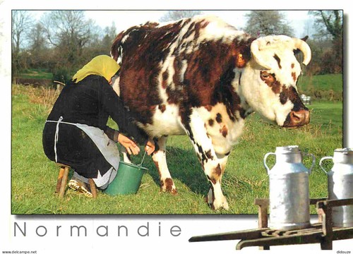 Carte postale animaux - carte,